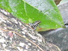 Ranitomeya variabilis