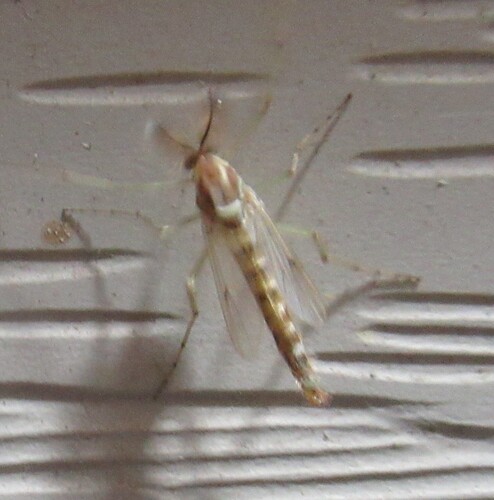 Unknown species found near 5365 CR 326, Lexington, Lee Co, TX, USA