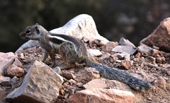 Atlantoxerus getulus