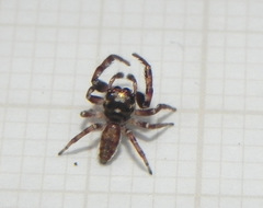 Metaphidippus