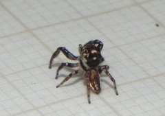 Metaphidippus