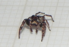 Metaphidippus