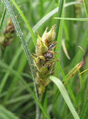 Anthracoidea angulata