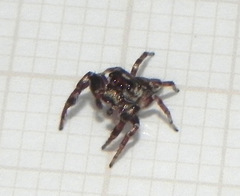 Metaphidippus