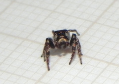 Metaphidippus