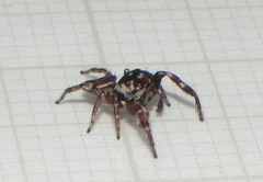 Metaphidippus