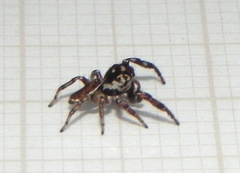 Metaphidippus