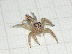 Thyene coccineovittata