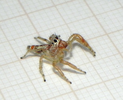 Thyene coccineovittata