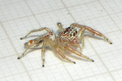 Thyene coccineovittata