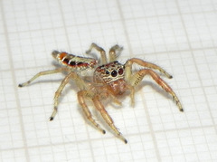 Thyene coccineovittata