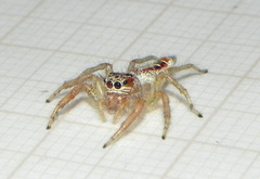 Thyene coccineovittata