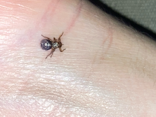 Unknown species found near Zinn Chapel Rd, Reedsville, WV, US