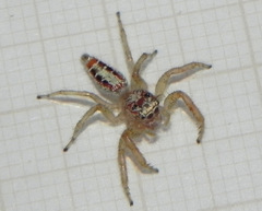 Thyene coccineovittata