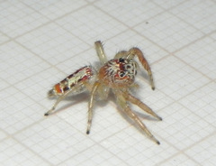 Thyene coccineovittata