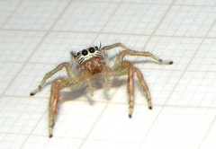 Thyene coccineovittata