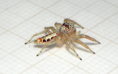 Thyene coccineovittata