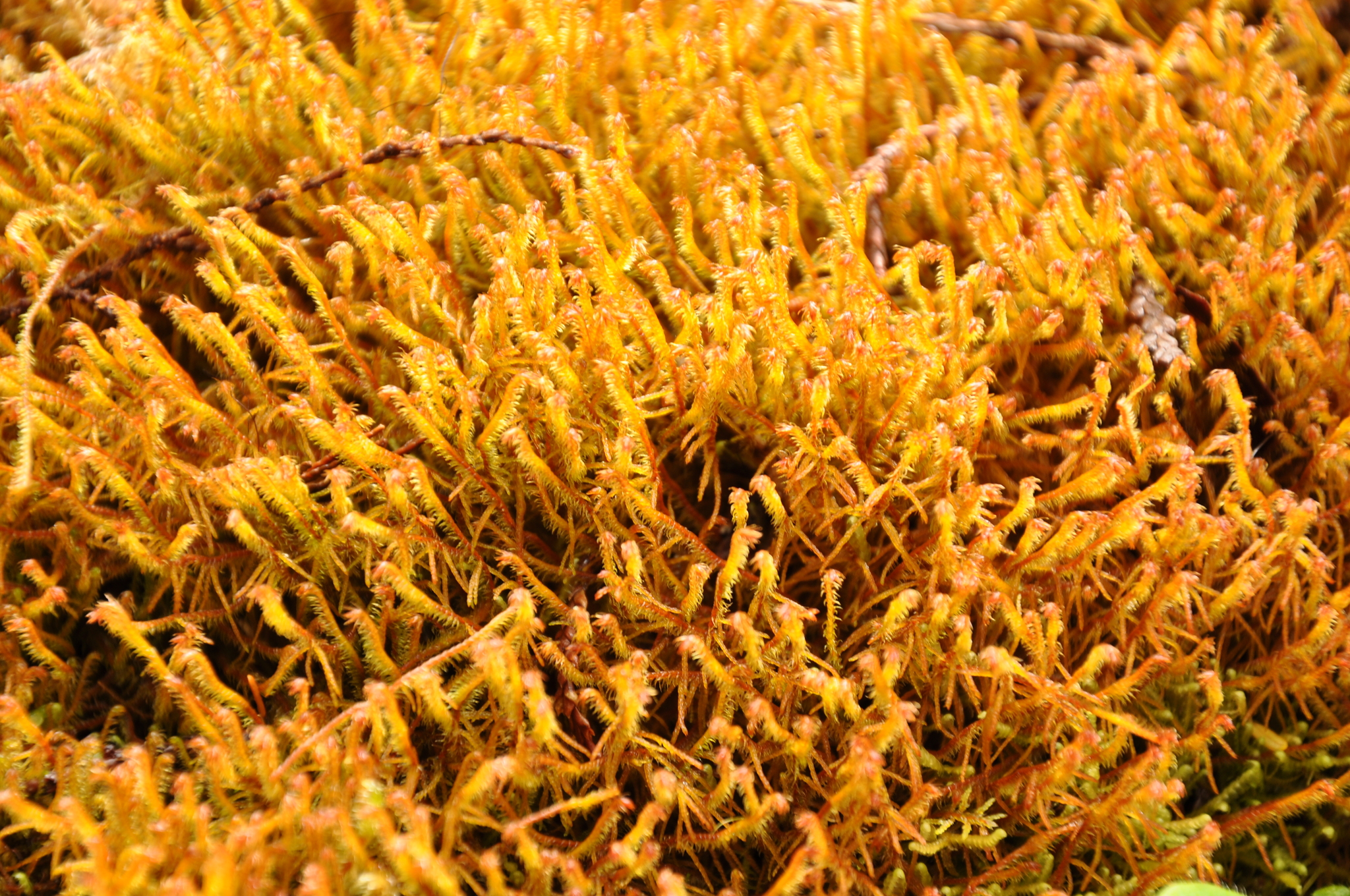 Herbertaceae