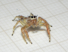 Thyene coccineovittata