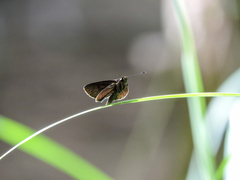 Eprius veleda veleda