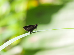 Eprius veleda veleda