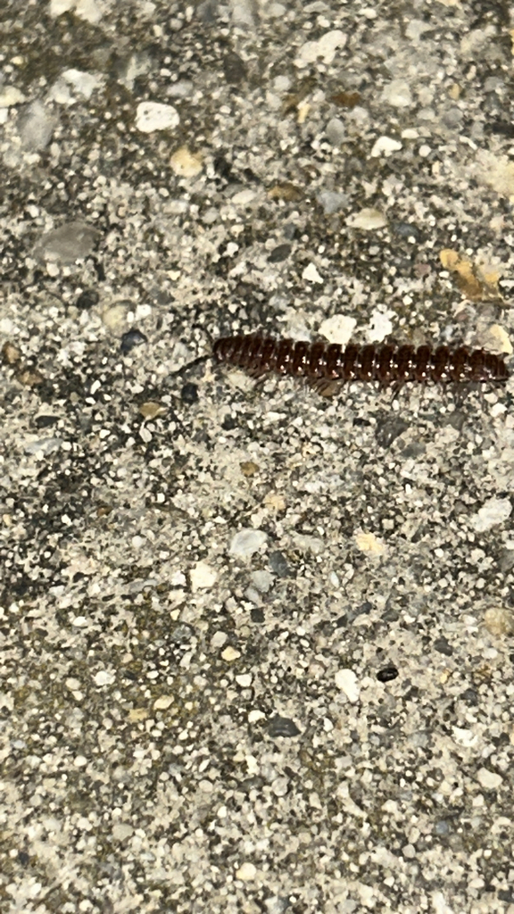 Common Pink Flat-back from Dulles St, La Plata, MD, US on November 24 ...