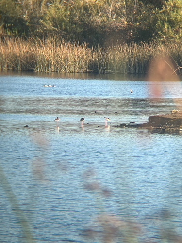 iNaturalist observation photo of Black-necked Stilt
