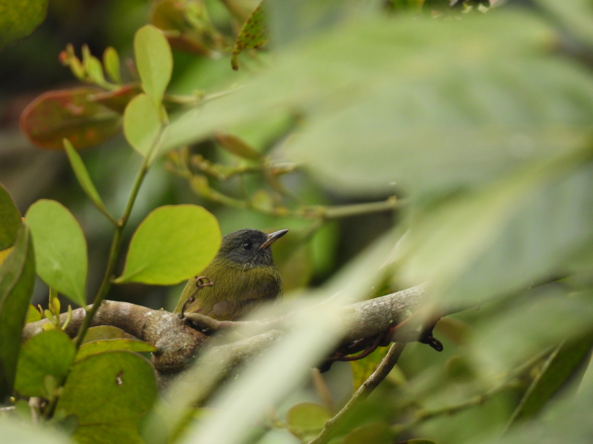 Streak-necked Flycatcher (Mionectes striaticollis), photo 2