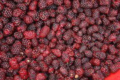 Rubus humistratus