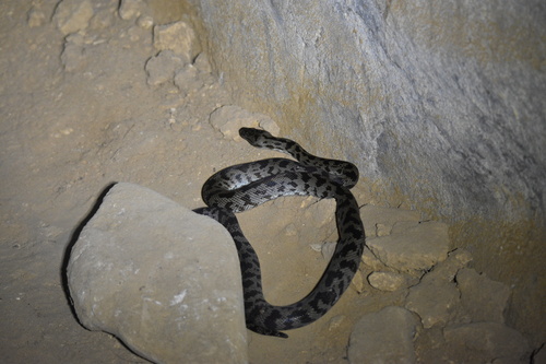 Spotted Python sighting