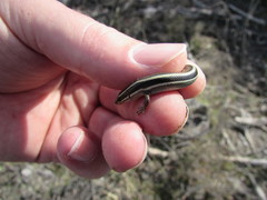 Plestiodon skiltonianus interparietalis