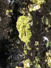 Candelaria concolor