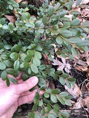 Buxus sempervirens