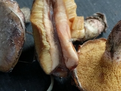 Suillus cothurnatus