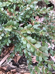 Buxus sempervirens