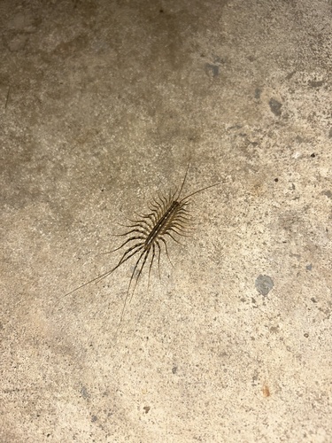 House Centipede