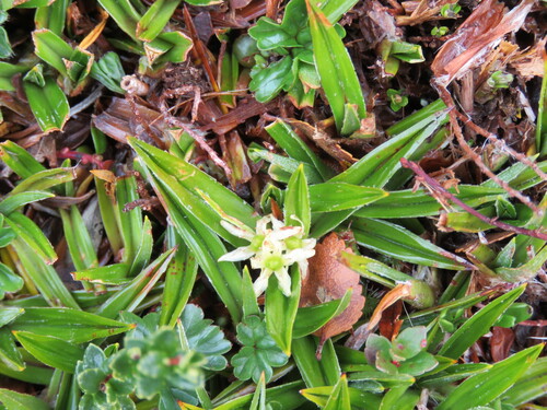 Astelia pumila (Astelia pumila)