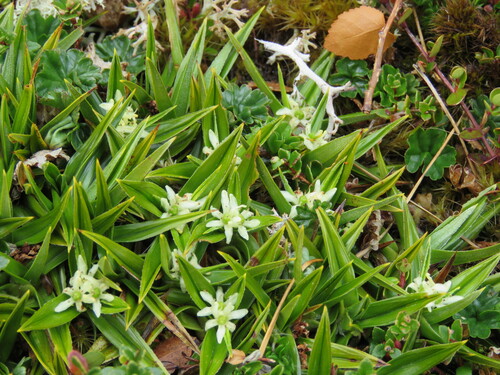 Astelia pumila (Astelia pumila)