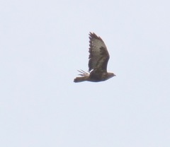 Buteo buteo rothschildi