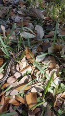Thamnophis cyrtopsis ocellatus