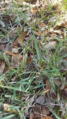 Thamnophis cyrtopsis ocellatus