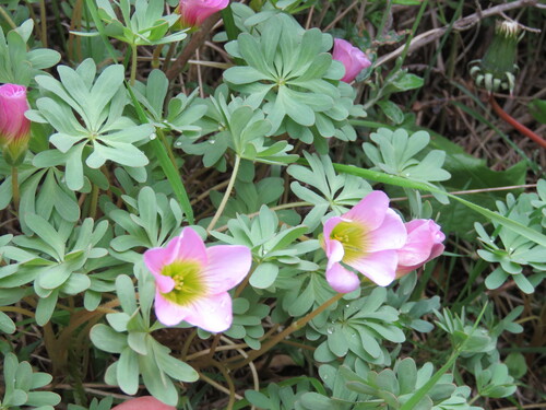 Oxalis enneaphylla, photograph 5