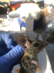 Peromyscus truei