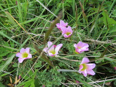 Oxalis enneaphylla, photograph author not stated, no rights reserved