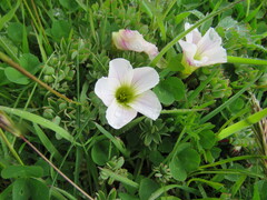author not stated, no rights reserved Oxalis enneaphylla, photograph author not stated, no rights reserved