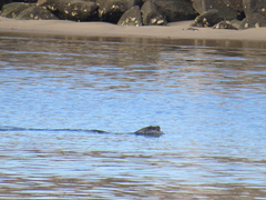 Zalophus californianus