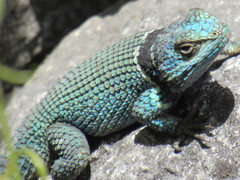 Sceloporus aureolus