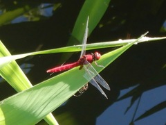 Erythrodiplax castanea