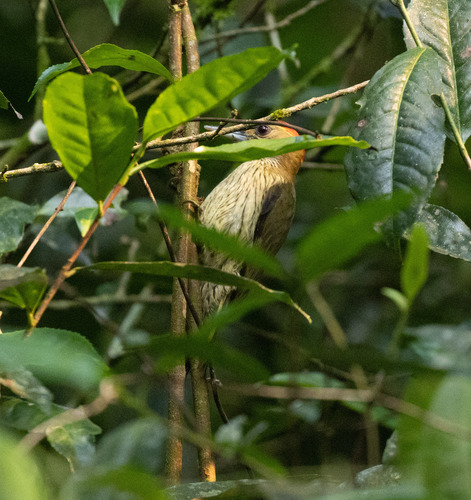 Elliot's Woodpecker (Dendropicos elliotii)