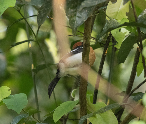 Lühder's Bushshrike (Laniarius luehderi), photo 8